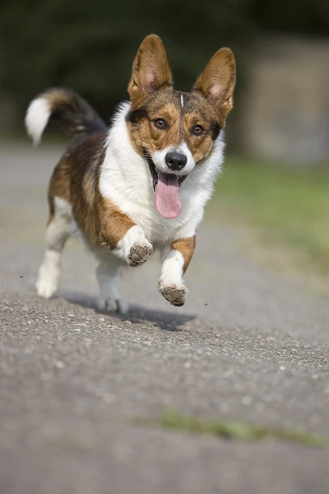 Šťastný welsh corgi cardigan běží po cestě venku.