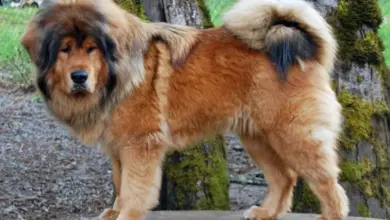 Velká tibetská doga stojí na kamenném podkladu venku.