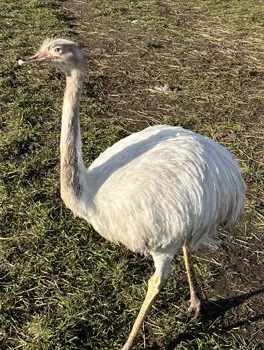 Bílá pampová nanda stojí na trávníku v přírodě.
