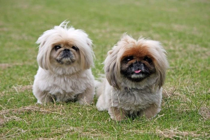 Dva pekinézi sedící na trávě.