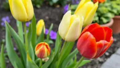 Žluté a červené tulipány v hrncích na zahradě