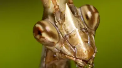 Detailní záběr na hlavu modroočka s velkými složenými očima.