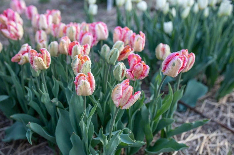 Rostoucí růžovo-bílé tulipány v zahradním záhonu