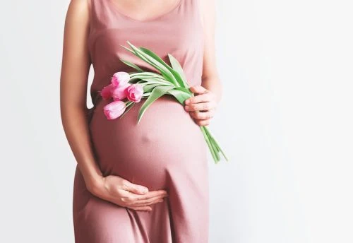 Těhotná žena drží růžové tulipány na svém břiše.