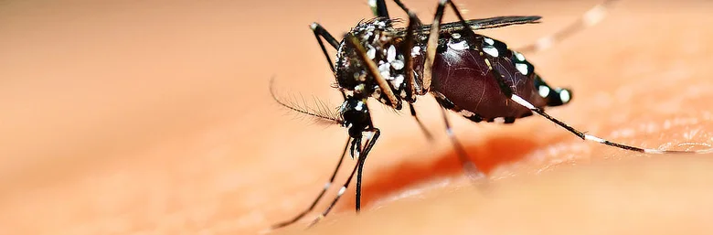 Komár sáhnoucí na lidskou kůži při horečce dengue.