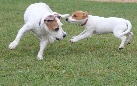 Dva jack russell teriéři hrají si na trávníku.