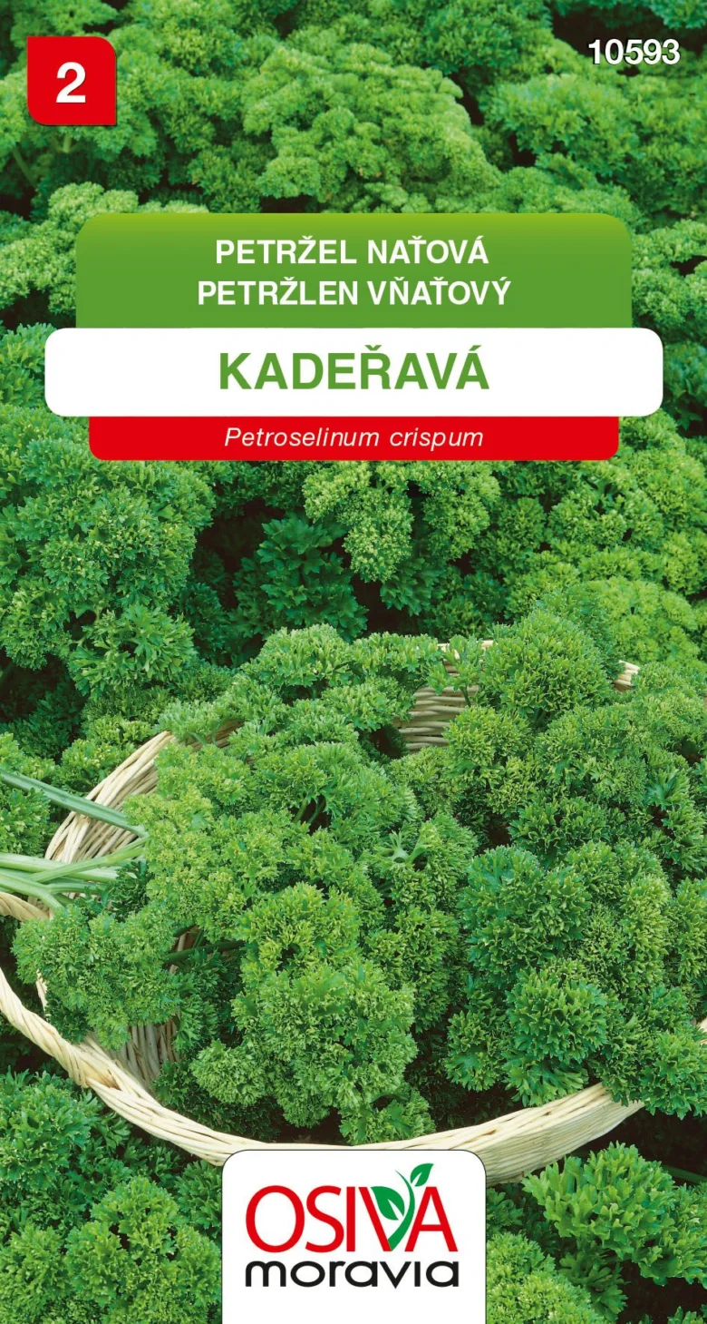 Koš s čerstvou kadeřavou petrželkou na pozadí zeleně.