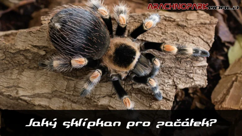 Tarantula on wood