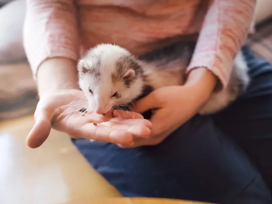 Fretka jí drobné kousky z dlaně majitele.