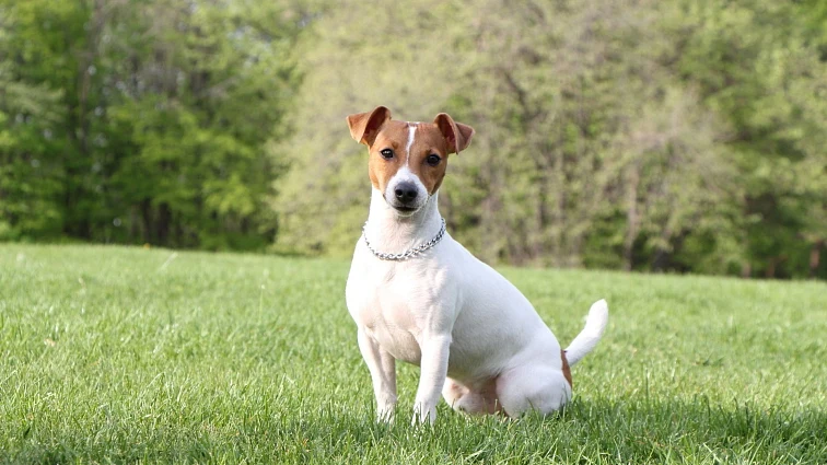 Jack Russel teriér sedí na trávníku před stromy.