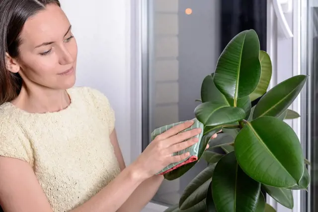 Žena čistí listy fiku v bytě hadříkem.