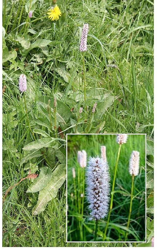 Fotografie květů hadího kořenu rostoucího v trávě.
