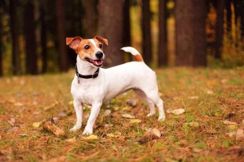 Šťastný jack russell teriér stojí v lese mezi podzimními listy.