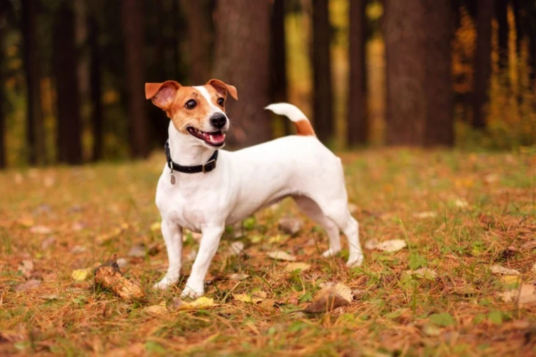 Bílý jack russell teriér stojí v lese s podzimními listy.