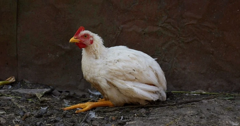 Bílá slepice s červenou hřívou stojí na zemi.