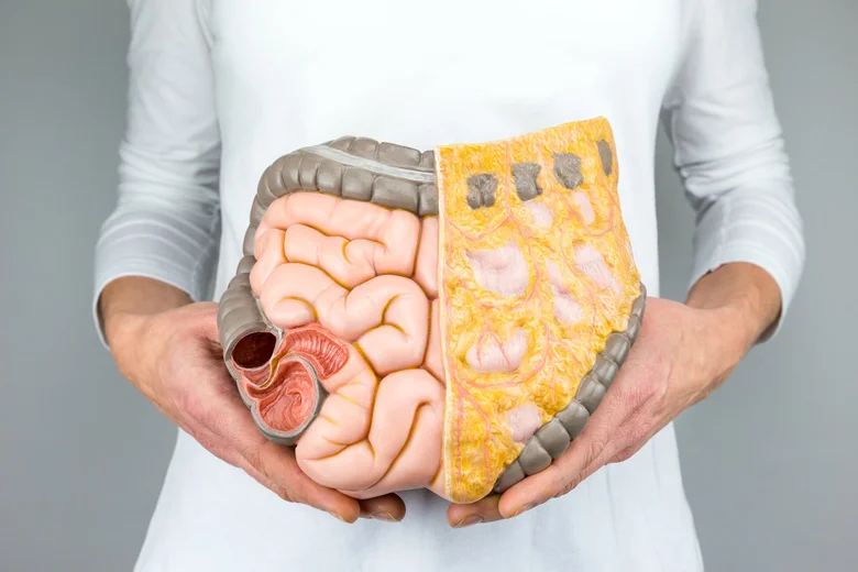 Anatomický model lidského trávicího systému s tlustým střevem.