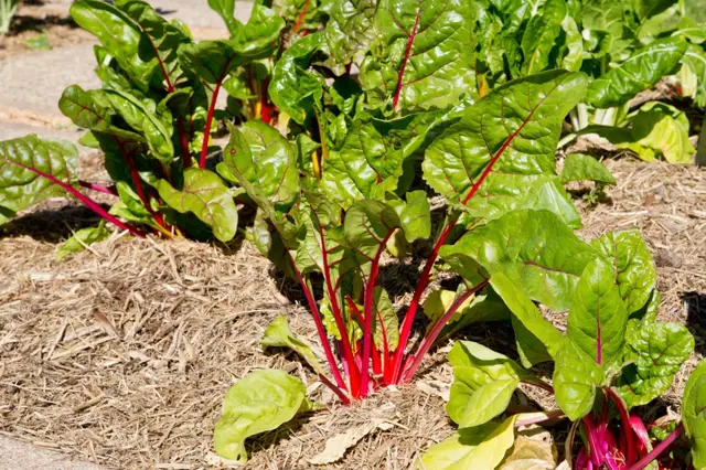 Swiss chard plants in garden bed