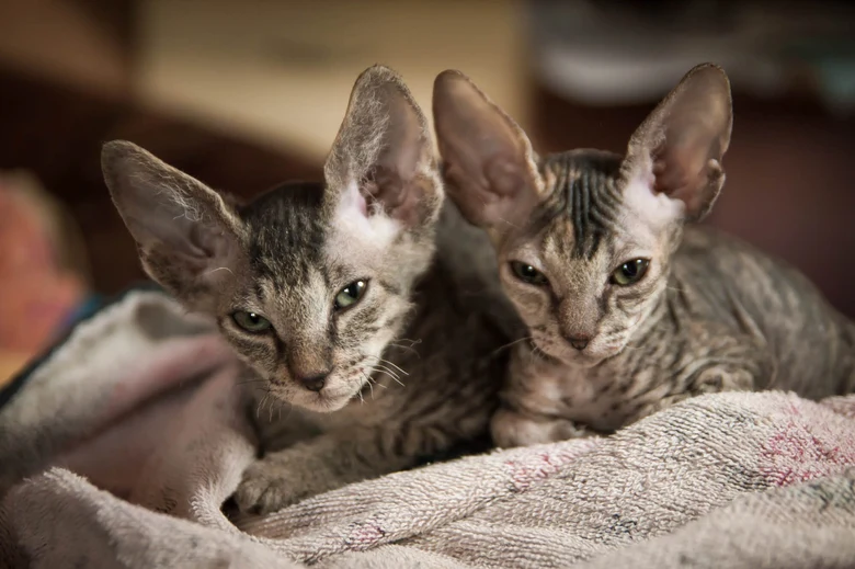 Dvě bezsrstá koťata rasy Sphynx leží na dečce.