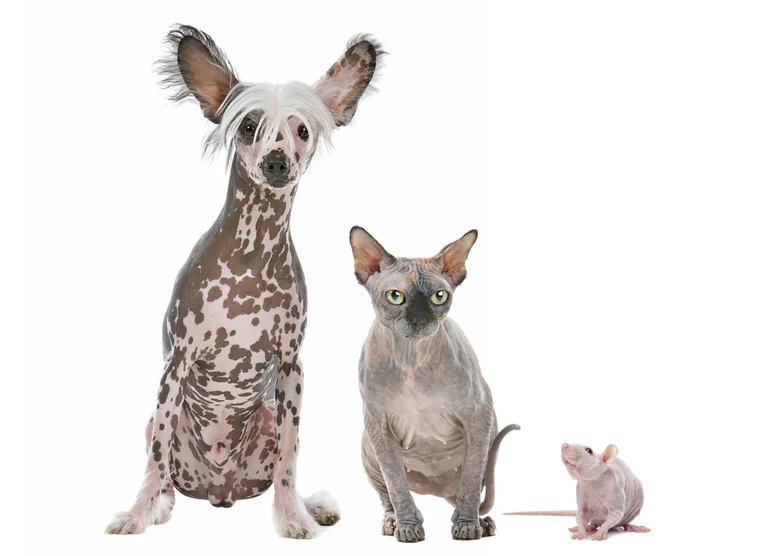 Bezsrstá kočka sphynx sedí vedle psa a hlodavce na bílém pozadí.