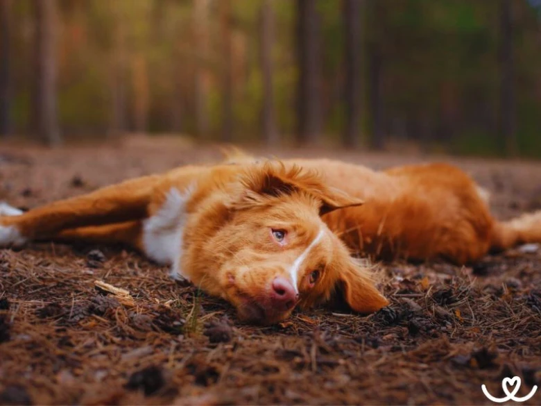 Nova Scotia Duck Tolling Retriever leží na lesní zemi v přírodě.