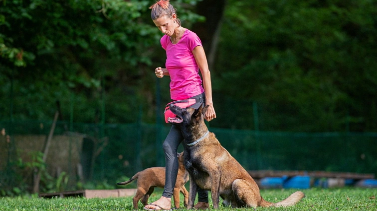 Žena trénuje belgického malinosa na trávníku venku.