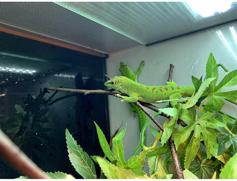 Zelená gecko z Madagaskaru sedí na větvi v akváriu.
