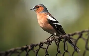 Mužský pěnkava obecná sedící na drátěném plotu.