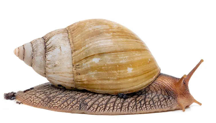 Afrikský zemní šnek s velkým skořepou na bílém pozadí.