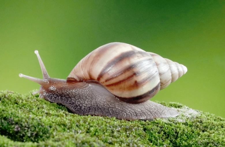 African snail on moss