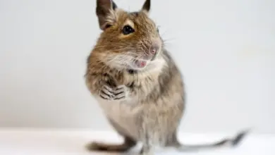 Fotografie dospělého osmáka (degu) stojícího na zadních nohách.