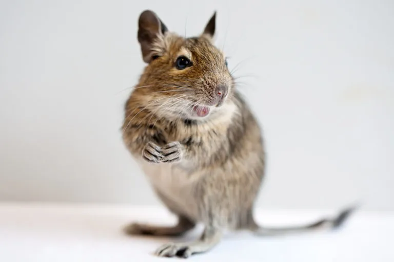 Fotografie dospělého osmáka (degu) stojícího na zadních nohách.