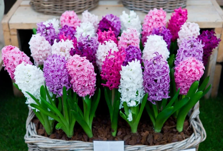 Květináč s barevnými hyacinty v košíku na trávníku.
