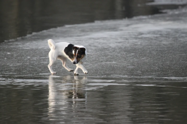 Jack Russel teriér chodí po ledu na vodě.