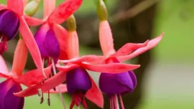 Hanging fuchsia flowers