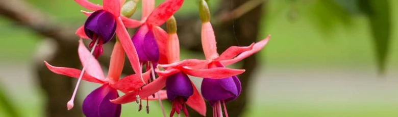 Hanging fuchsia flowers