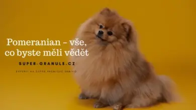 Pomeranian dog sitting on yellow background
