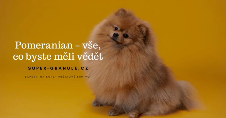 Pomeranian dog sitting on yellow background