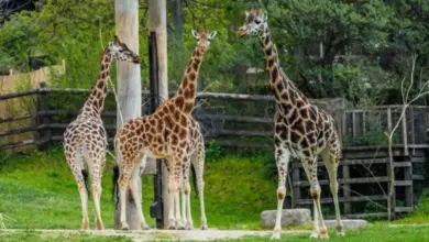 Tři žirafy stojí vedle sebe v zoo na trávníku.