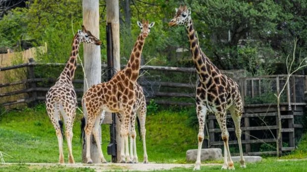 Tři žirafy stojí vedle sebe v zoo na trávníku.