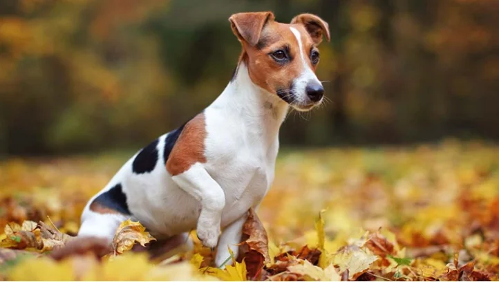 Jack Russel teriér sedící mezi podzimními listy v přírodě.