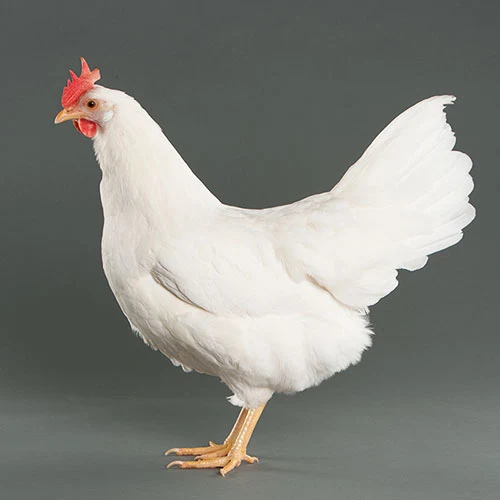 Bílá leghornka stojí v profilu na neutrálním pozadí.