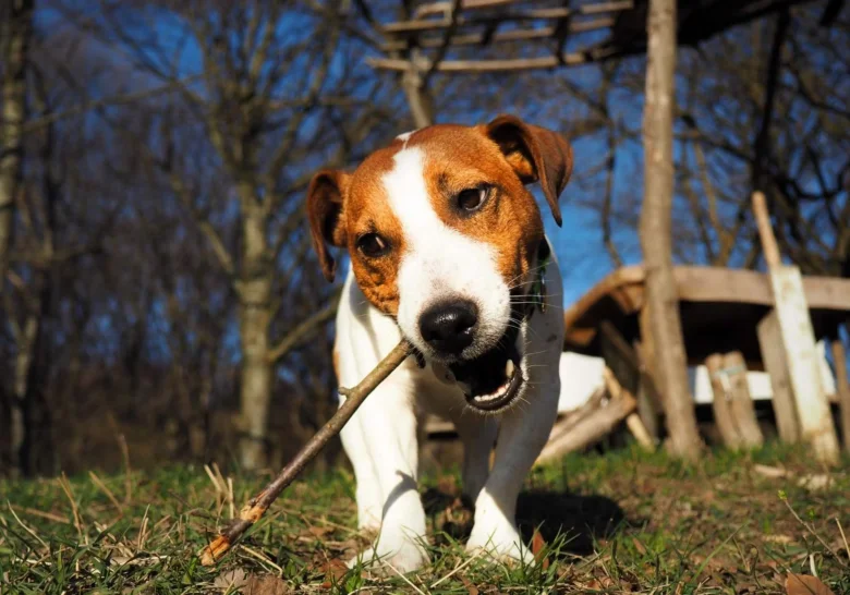 Jack Russel teriér s holí v ústech venku.
