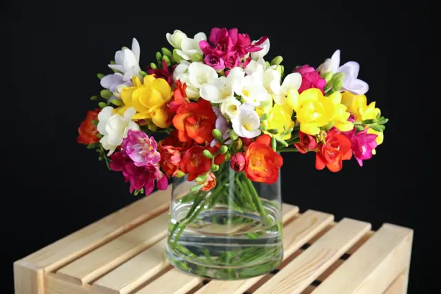 Colorful freesia bouquet in vase