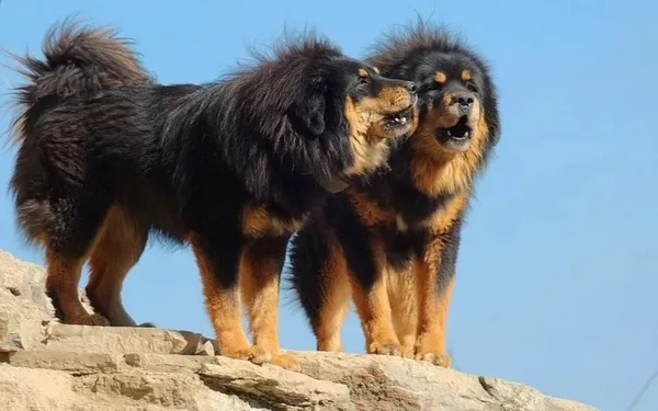 Dva tibetská doga stojí na skále pod modrou oblohou.