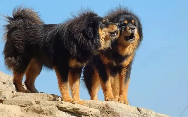 Dva tibetští mastifi stojí na skále pod modrou oblohou.