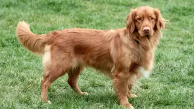 Nova Scotia Duck Tolling Retriever stojí na trávníku.