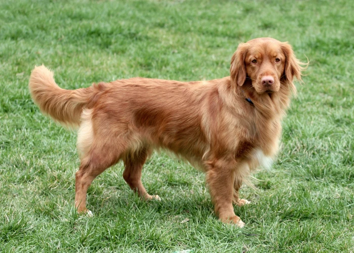 Nova Scotia Duck Tolling Retriever stojí na trávníku.