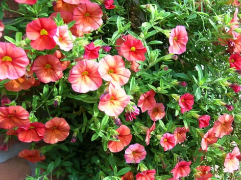 Petunias in bloom