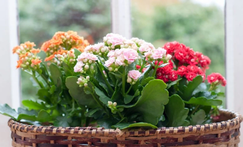 Kalanchoe s květy v košíku na okenním parapetu