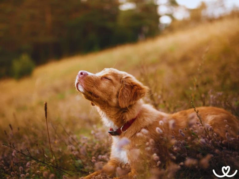 Nova Scotia Duck Tolling Retriever leží v poli s divokými květinami